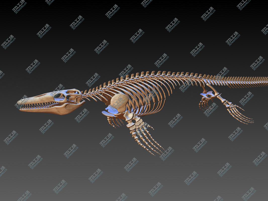 images/goods_img/202104091/Mosasaurus Skeleton model/2.jpg